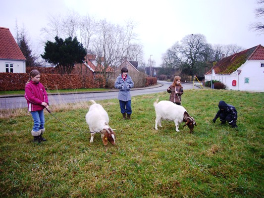 A walk with the goats